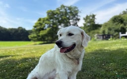 Golden Retriever dogs for sale: Black - Image 5