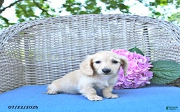 Miniature Dachshund dogs for sale: Theodore - Image 4