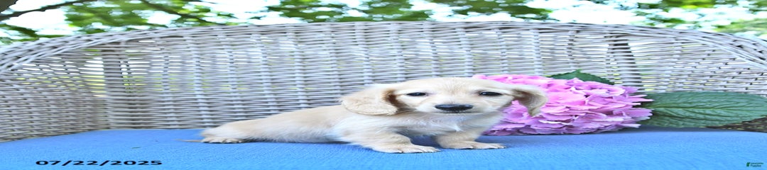 Theodore