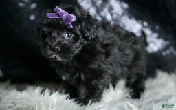 Maltipoo dogs for sale: Maltipoo 8 puppies - Image 6