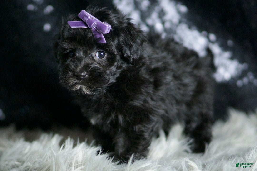 Maltipoo dogs for sale: Maltipoo 8 puppies - Image 6