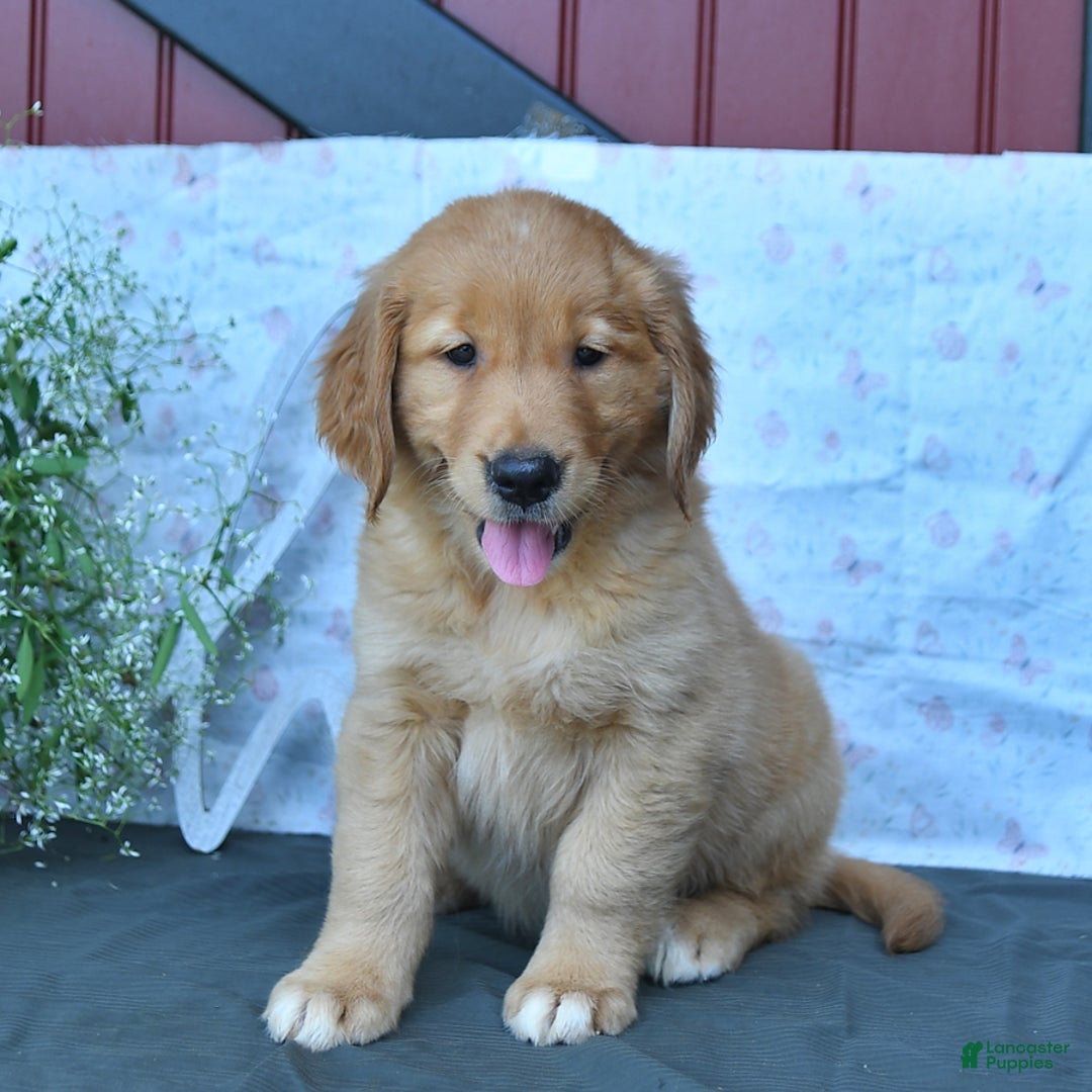 Golden Retriever dogs for sale: Carmela - Listing for pets: Cookie, Coffee, Caramello, Champ, Charmer, Carmela, Cocoa, Creme - Image 3