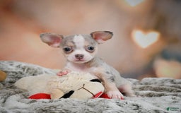 Chihuahua dogs for sale: Una - Image 9