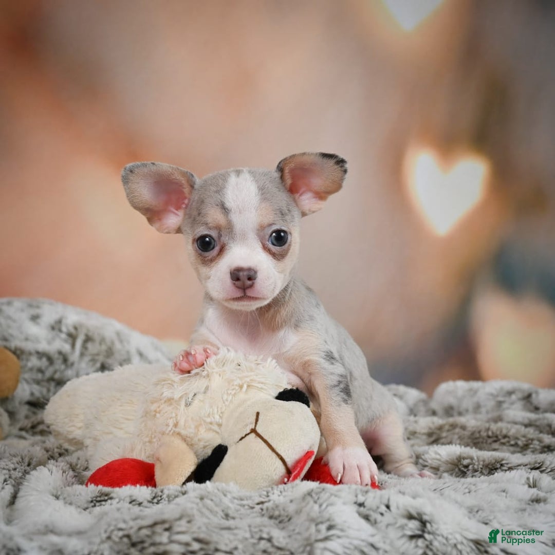 Chihuahua dogs for sale: Una - Image 9