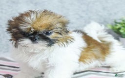 Shih Tzu dogs for sale: Kimberly - Image 3