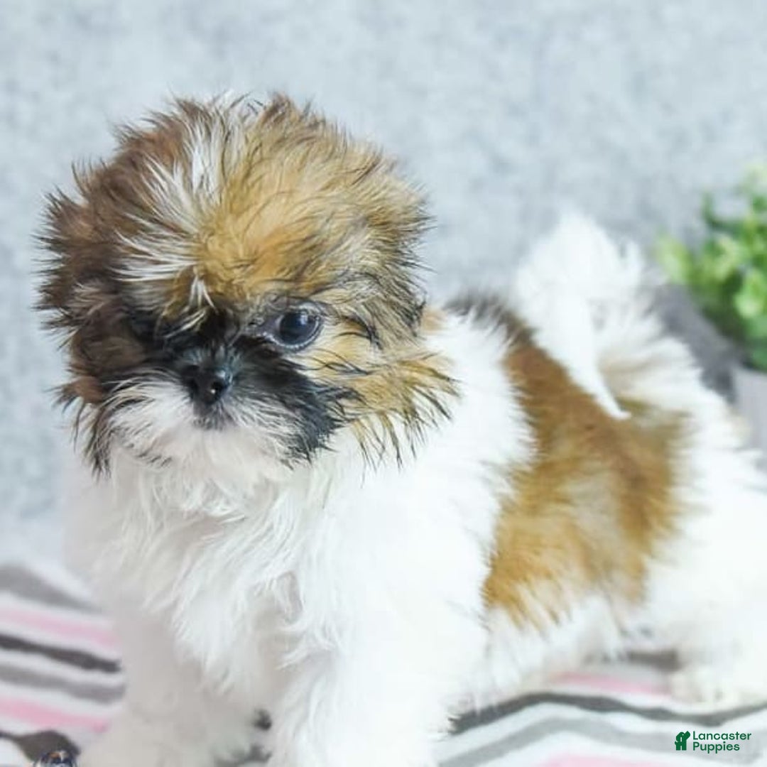 Shih Tzu dogs for sale: Kimberly - Image 3