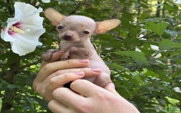 Chihuahua dogs for sale: Trumpette - Image 11