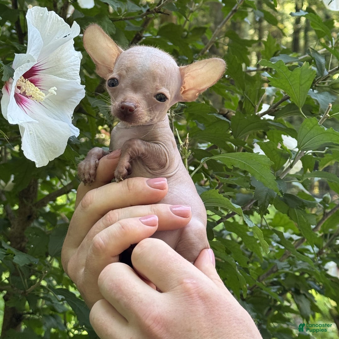 Chihuahua dogs for sale: Trumpette - Image 11