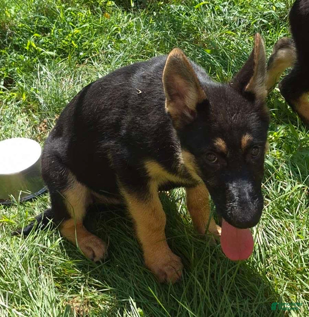 German Shepherd dogs for sale: Heidi - Image 11