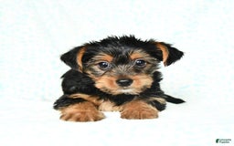 Yorkshire Terrier dogs for sale: Chester - Image 8