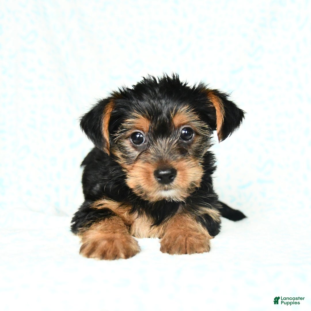 Yorkshire Terrier dogs for sale: Chester - Image 8