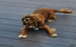 Cavalier King Charles Spaniel dogs for sale: Bluey - Image 5