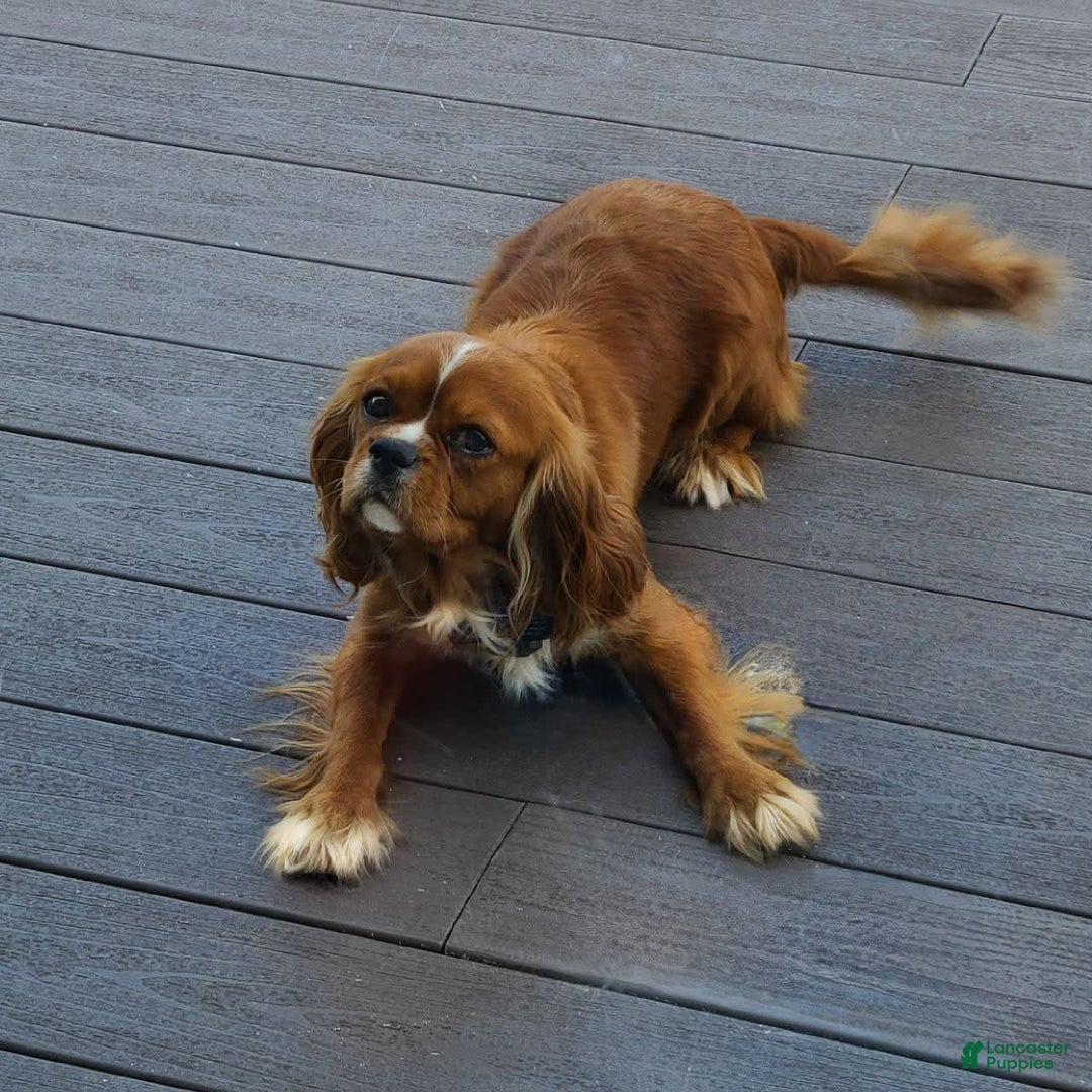 Cavalier King Charles Spaniel dogs for sale: Bluey - Image 5