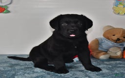 Labrador Retriever dogs for sale: Jesse - Image 4