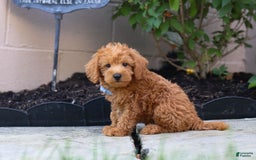 Schnoodle dogs for sale: Timmy - Image 4
