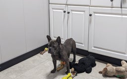 French Bulldog dogs for sale: Lindy - Image 7
