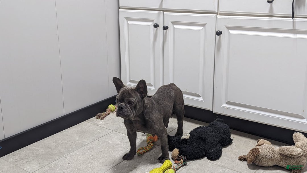 French Bulldog dogs for sale: Lindy - Image 7