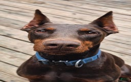 Doberman Pinscher dogs for sale: Nala - Image 7