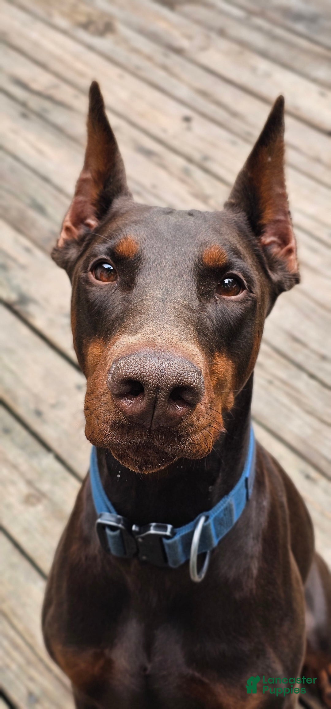 Doberman Pinscher dogs for sale: Nala - Image 7