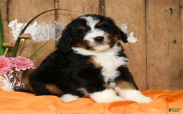 Bernedoodle dogs for sale: Dawn - Image 7