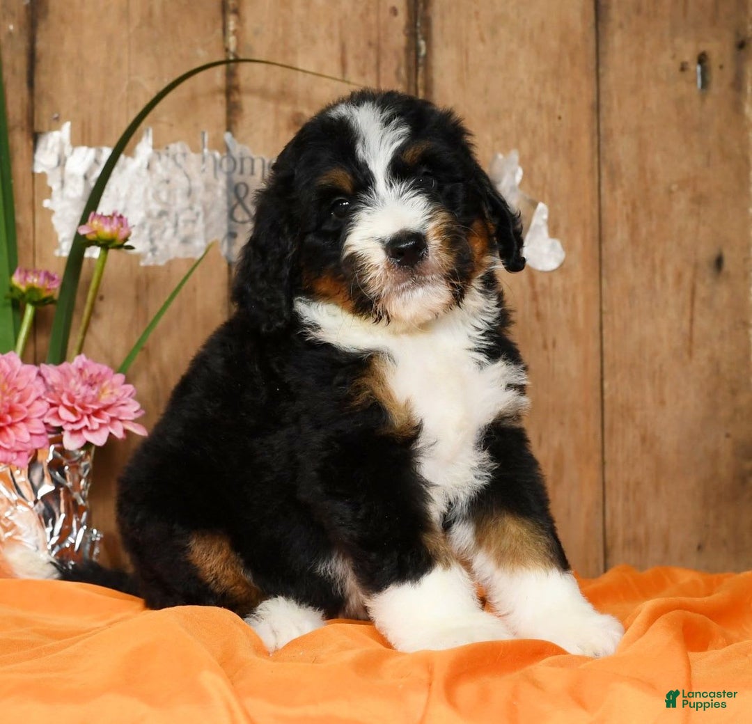 Bernedoodle dogs for sale: Dawn - Image 7