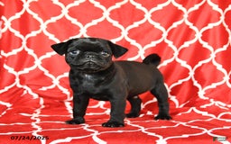 Pug dogs for sale: Leo - Image 2