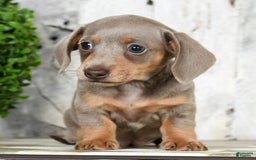 Miniature Dachshund dogs for sale: Lisa - Image 2