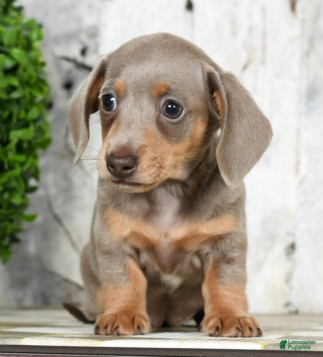 Miniature Dachshund dogs for sale: Lisa - Image 2
