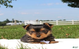 Yorkshire Terrier dogs for sale: Koda - Image 4