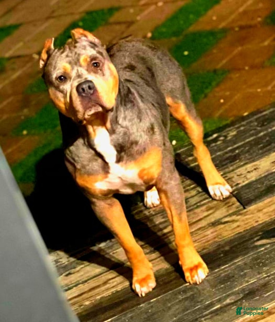 American Bully dogs for sale: "   Alicia Keyz" - Image 10