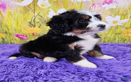 Mini Bernedoodle dogs for sale: Lily - Image 3
