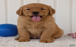 Golden Retriever dogs for sale: Porter - Image 11