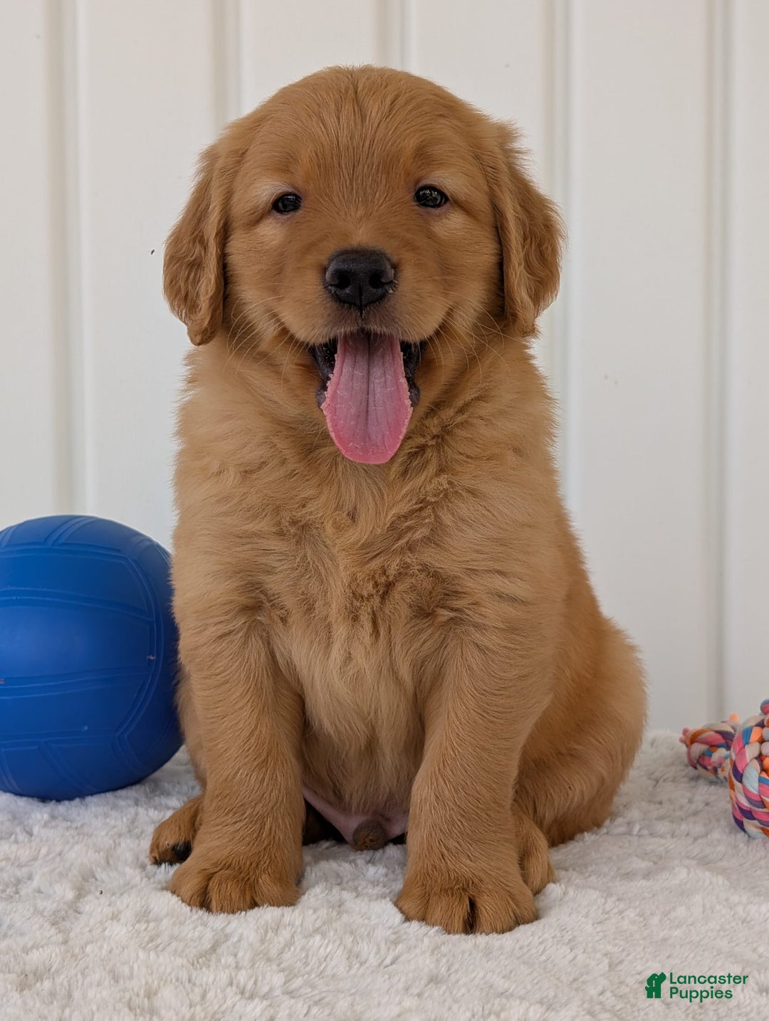 Golden Retriever dogs for sale: Porter - Image 11