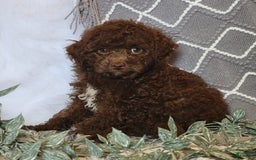 Cockapoo dogs for sale: Willy - Image 6