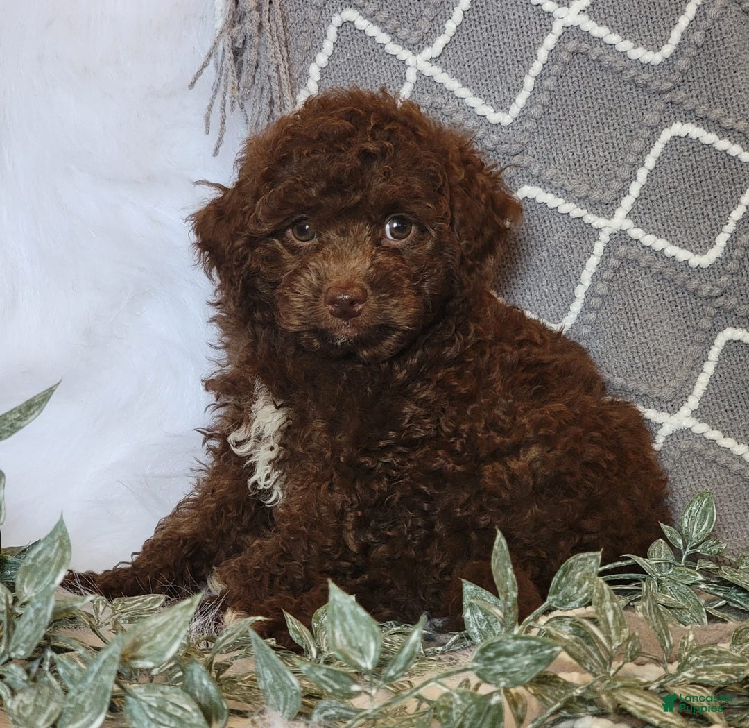 Cockapoo dogs for sale: Willy - Image 6
