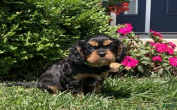 Cavalier King Charles Spaniel dogs for sale: Hope - Image 23