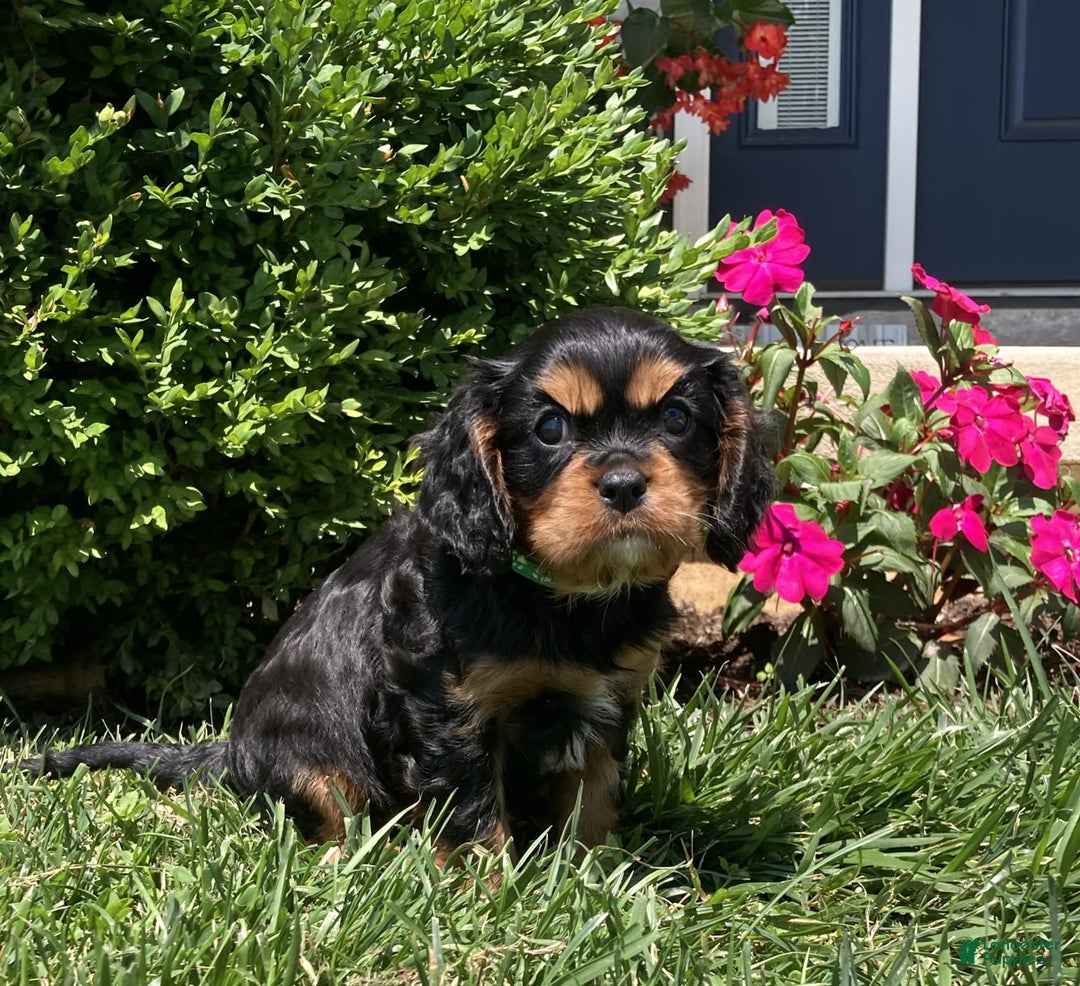Cavalier King Charles Spaniel dogs for sale: Hope - Image 23