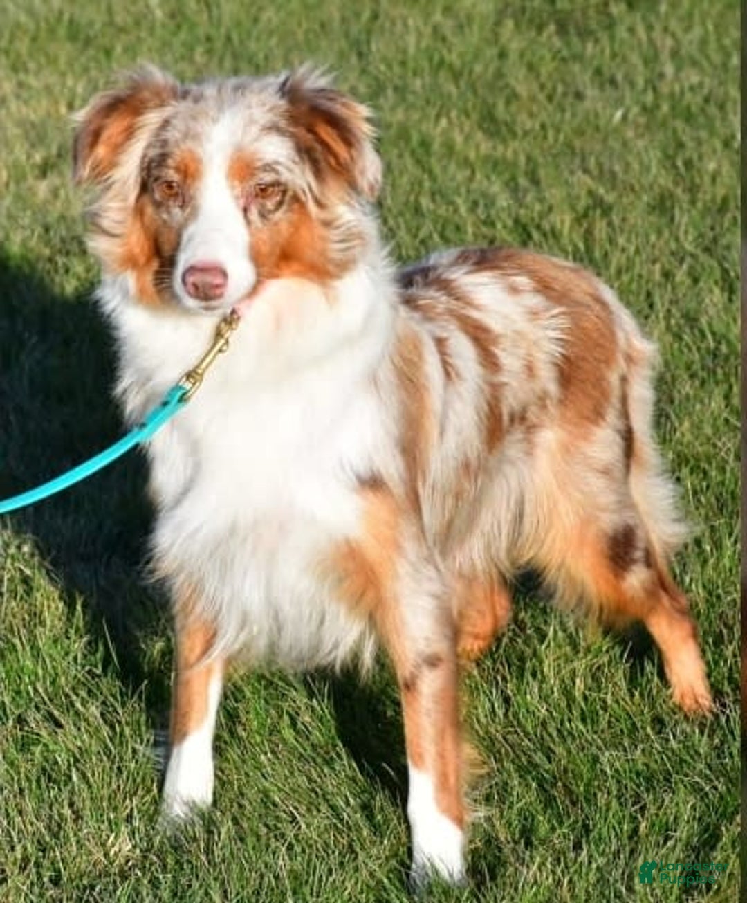 Australian Shepherd dogs for sale: Henry - Image 11