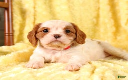 Cavalier King Charles Spaniel dogs for sale: Brookie - Image 10