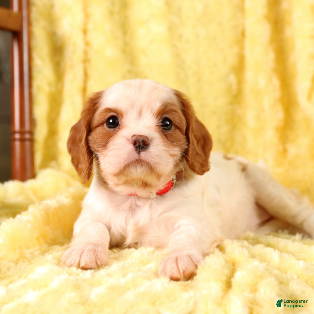 Cavalier King Charles Spaniel dogs for sale: Brookie - Image 10