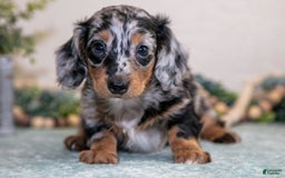 Miniature Dachshund dogs for sale: Kimberly - Image 2