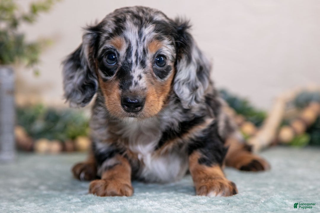 Miniature Dachshund dogs for sale: Kimberly - Image 2