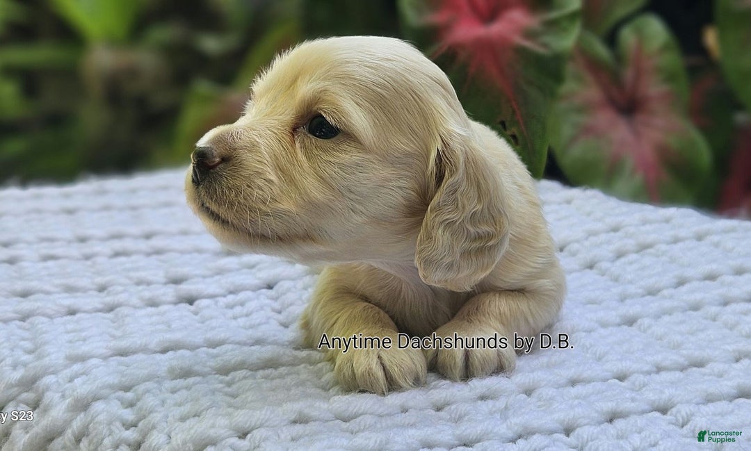 Dachshund dogs for sale: Shortcake - Image 2