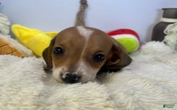 Miniature Dachshund dogs for sale: Jasper - Image 5