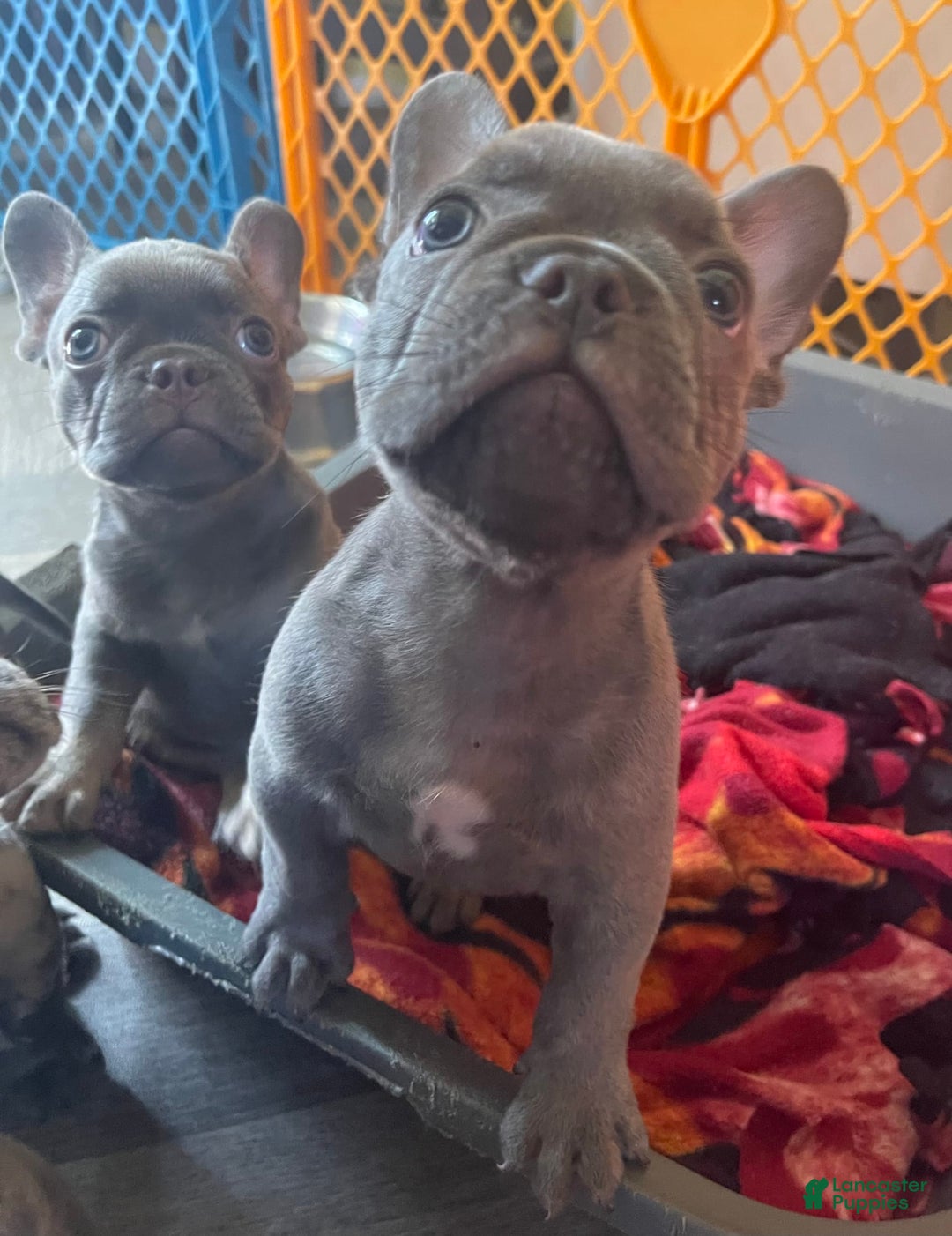 French Bulldog dogs for sale: Luna - Image 25