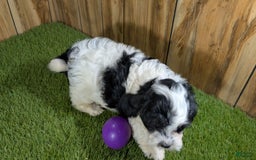 Cavapoo dogs for sale: Missy Girl 3 - Image 7