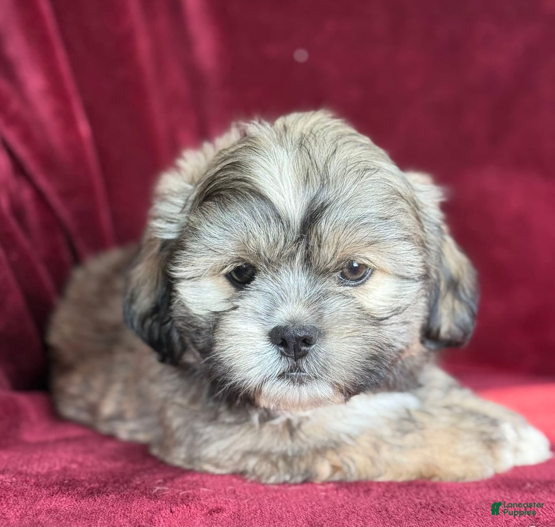 Shih Tzu dogs for sale: Dick - Image 4