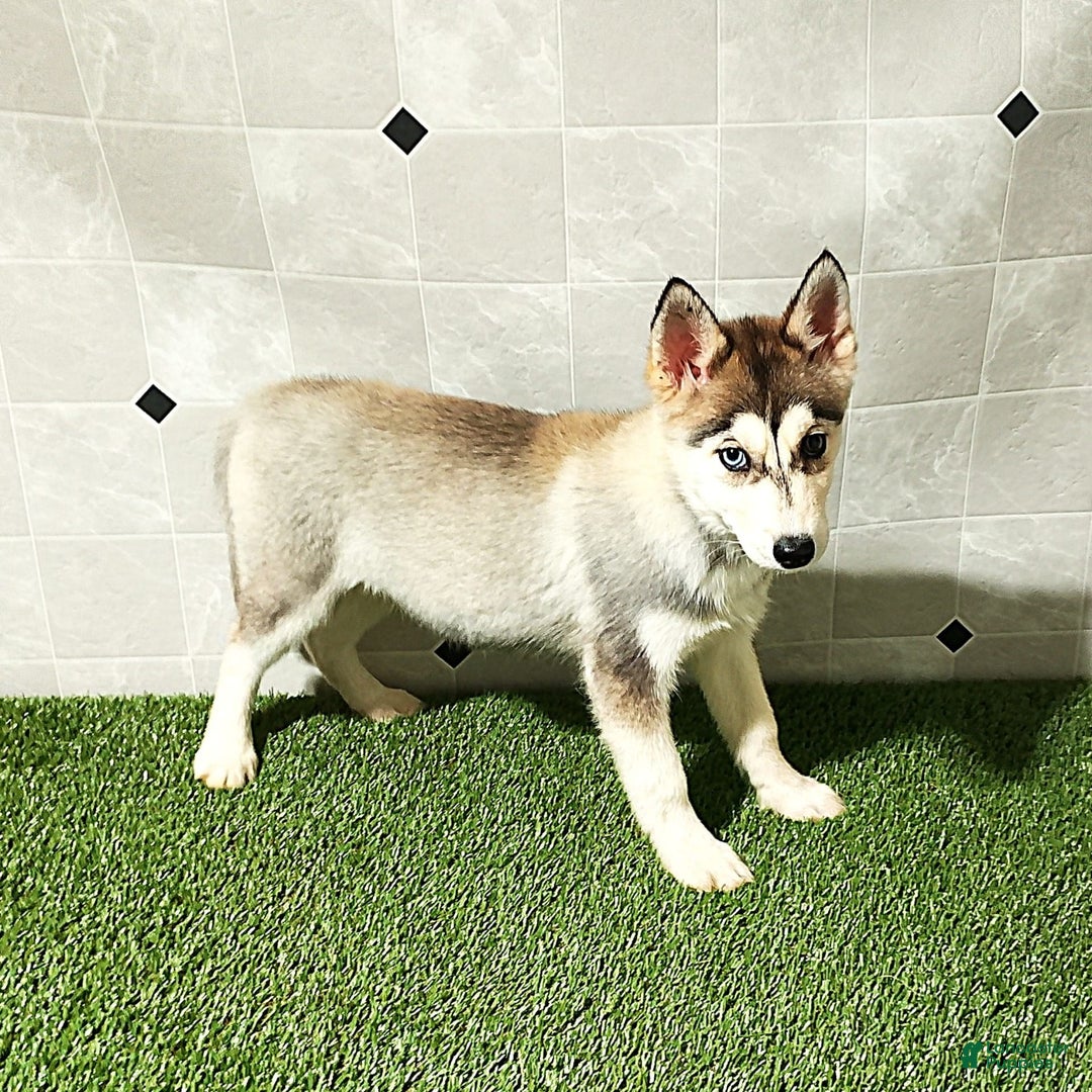 Siberian Husky dogs for sale: Lady - Image 4