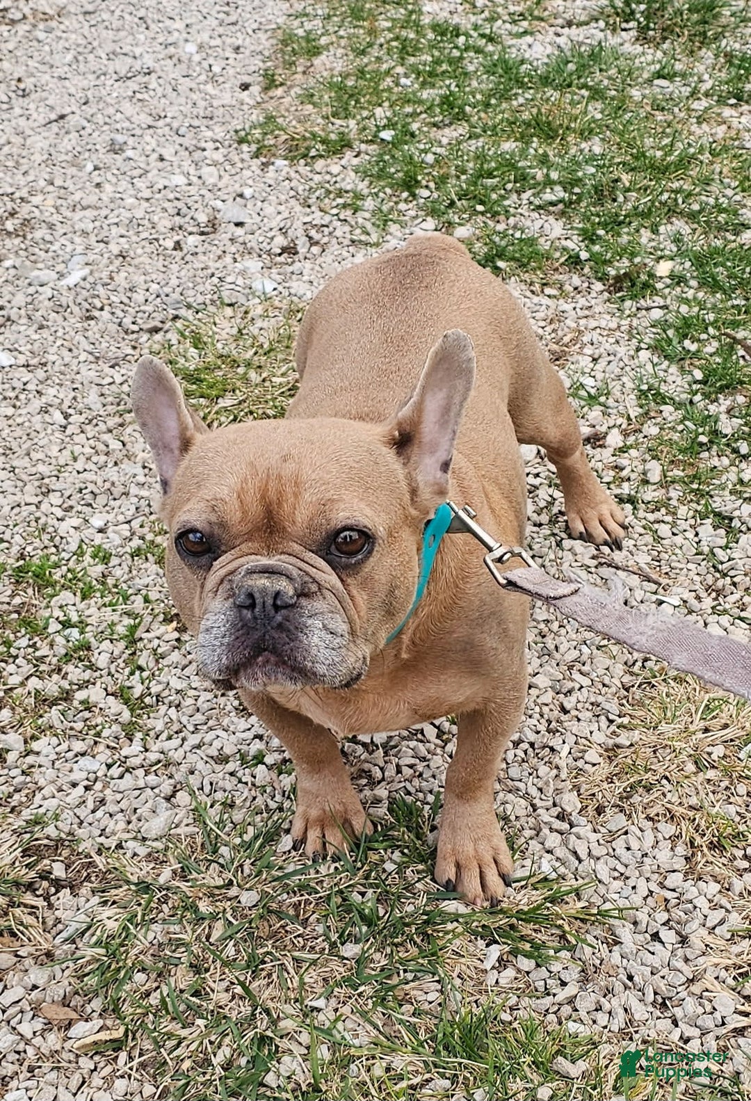 French Bulldog dogs for sale: Marco - Image 9