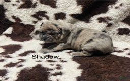 American Bully dogs for sale: Shadow - Image 2